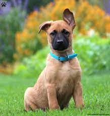 His dad is a german shepherd and his mom is a belgian malinois. Belgian Malinois Mix Puppies For Sale Greenfield Puppies
