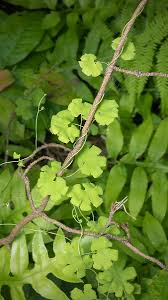 Image result for Lygodium