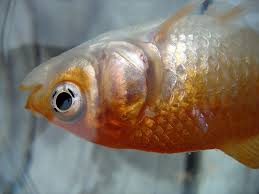 Image result for fish can drown