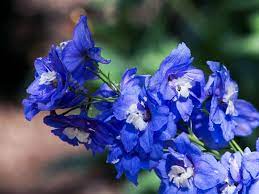 Delphinium Flower Different Types Pictures Grow And Care Florgeous