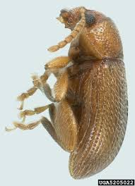 Cooks pest control offers perks. Fact Sheet Tobacco Flea Beetle 355