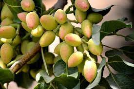 Trouvez les pistachio tree images et les photos d'actualités parfaites sur getty images. Pistachio Trees Louie S Nursery Garden Center Riverside Ca