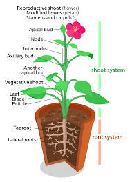 Plant Morphology Wikipedia In 2020 Plants Root System Parts Of A Plant