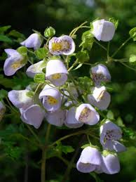 Image result for Launaea violacea