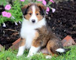Shelties, also known as shetland sheepdogs, are working dogs used to herd sheep, chickens, and horses. Shetland Sheepdog Sheltie Puppies For Sale Puppy Adoption Keystone Puppies