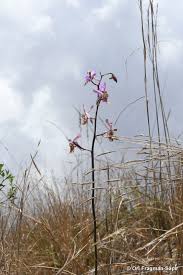 Image result for Eulophia livingstoneana