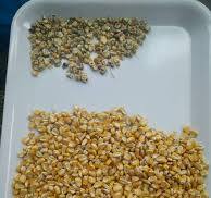 RGB and CCD Grain Cereal Corn Color Sorter Machine