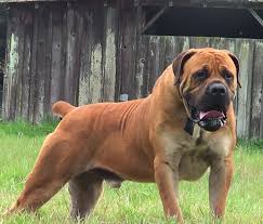 Black Boerboel Puppies For Sale In Cape Town Alpine Lion S Beast Size Stature Intelligence With The Movement Of A Thoroughbred Guard Dogs Best Guard Dogs Mastiffs