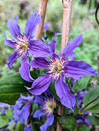Image result for Clematis pulchra