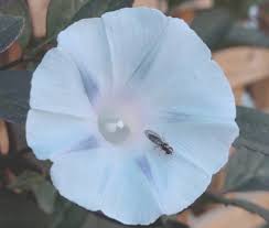 Image result for Ipomoea tricolor