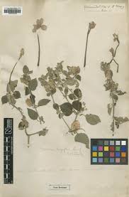 Image result for Barleria oxyphylla