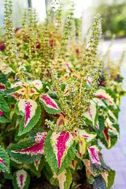 Image result for Coleus