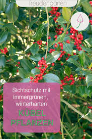 Immergrune Kubelpflanzen Kubelpflanzen Pflanzen Kubelpflanzen Winterhart