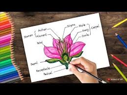 How To Draw Cross Section Of Flower Step By Step Youtube In 2020 Diagram Of A Flower Hibiscus Flower Drawing Flower Step By Step