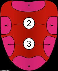 the tongue taste map is wrong scientists reveal daily