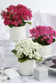 Kalanchoe Como Cuidar Mudas E Ideias De Decoracao Vasos Rusticos Decoracao Vasos