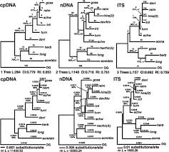 Image result for Gossypioides