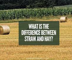 Straw Vs Hay Bale What S The Difference Between Straw And Hay In 2020 Straw Plant Combinations Hays