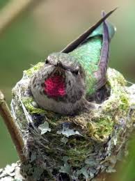 Birds With Their Nest Images Hummingbirds Collect Lichens And Spider Webbing To Make Their Tiny Nests Take The Lent From Your Clothes Dryer And Help Hummingbird Beautiful Birds Pet Birds