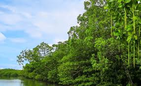 Luas hutan bakau di indonesia antara 2 5 hingga 4 5 juta hektar merupakan mangrove yang terluas di dunia. Pelestarian Hutan Mangrove Dengan Cara Restorasi Mangrovemagz Com