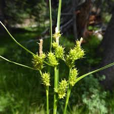 Image result for Scleria gracillima