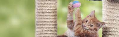 Maybe you would like to learn more about one of these? Cat Toys And Potential Dangers Rspca Pet Insurance