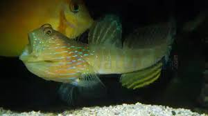 Image result for Vepris bachmannii