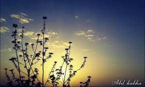 image from sunset sun in the village of barta a palestine صورة من غروب الشمس الشمس في قرية برطعة فلسطين lamp post poster art