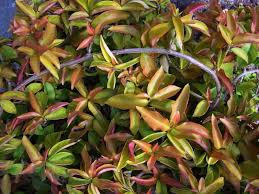 Image result for Pereskia aculeata