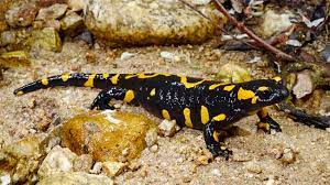 Genetic patterns in organisms as diverse as willows and salamanders can be used to compare members of an ecosystem with disparate traits. Almanzor Fire Salamander Citizen Conservation