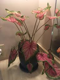 We did not find results for: Caladium Leaves Have Been Drooping Like Crazy Lately I Keep It Indoors In The Bathroom And Water It Regularly It Gets Some Soft Indirect Light From The Window It Seems To Have