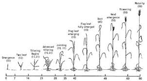 Spring Wheat Growth And Development Guide