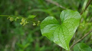 Image result for Dioscorea hirtiflora