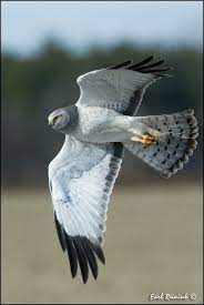 northern harrier 20111217 0013 beautiful birds raptors bird pet birds