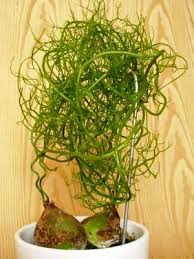 Image result for Bowiea volubilis