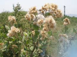 Image result for Pluchea ovalis