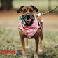 Adoption Event: South Elgin Petco