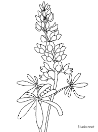 640x732 flower pattern coloring pages endearing flower pattern coloring. Printable Bluebonnet Flowers Coloring Pages Coloring Home Flower Drawing Flower Coloring Pages Blue Bonnets