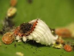 Image result for Mealybug cucumber