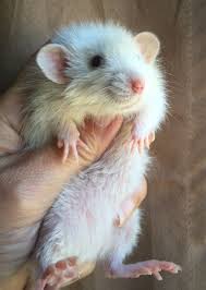 I am pretty sure you haven't seen such weird animals in a long time. Harley Long Haired Dwarf Rat Baby Rats Rats Cute Animals
