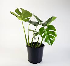 Jual Monstera Deliciosa Harga Murah Wa 081217071006