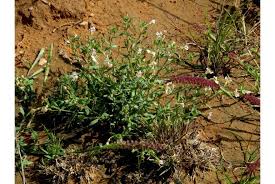 Image result for Diclis ovata