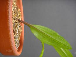 Image result for Liparis mulindana