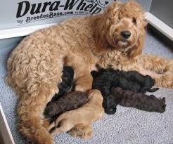 The combination of the gentle golden retriever and the highly intelligent poodle make a wonderful companion. F1b Goldendoodle Puppies For Sale In Vashon Washington Classified Americanlisted Com