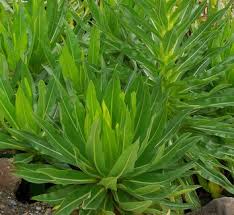 Image result for Lobelia pteropoda