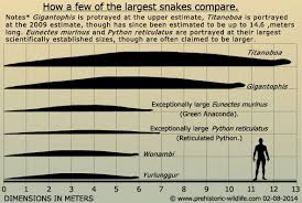 Titanoboa Vs Anaconda Go To Pages Gigantophis