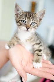 Kedi Yavru Genc Disi Pixabay De Ucretsiz Fotograf