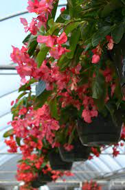 Heat tolerant flowers for hanging baskets. Top Hanging Baskets For Full Sun Fairview Garden Center