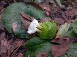 Image result for Crabbea kaessneri