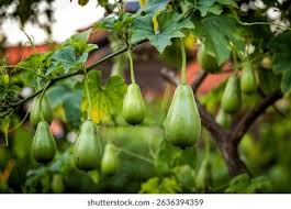 Image result for Lagenaria